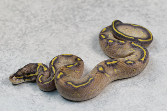 HIGHWAY MACHO ID: 10-8