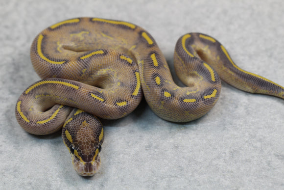 HIGHWAY MACHO ID: 70