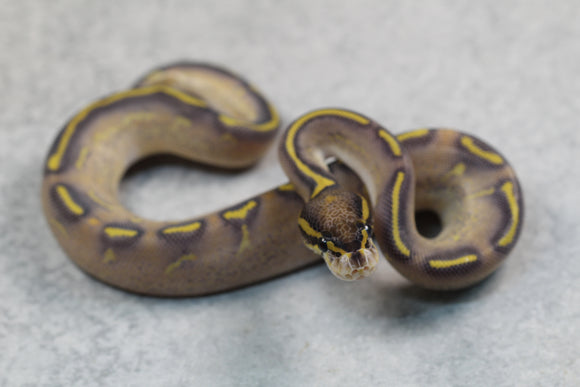 HIGHWAY MACHO ID: 3-8