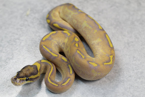 ENCHI HIGHWAY MACHO ID: 13-1