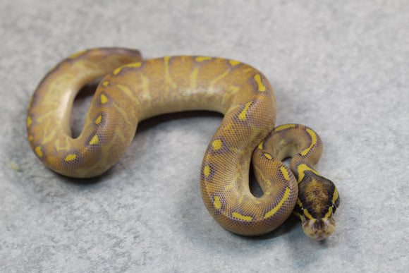 ENCHI HIGHWAY MACHO ID: 124