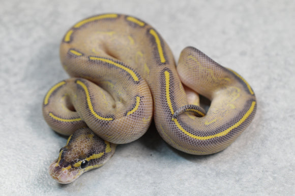 HIGHWAY HEMBRA ID: 5-8