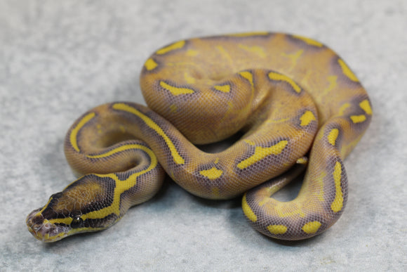 ENCHI HIGHWAY HEMBRA ID: 16-4