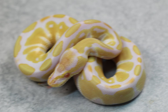 ALBINO HEMBRA ID: 10-7