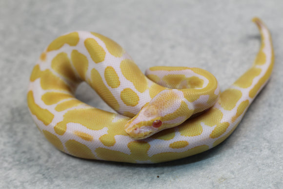 ALBINO HEMBRA ID: 7-16