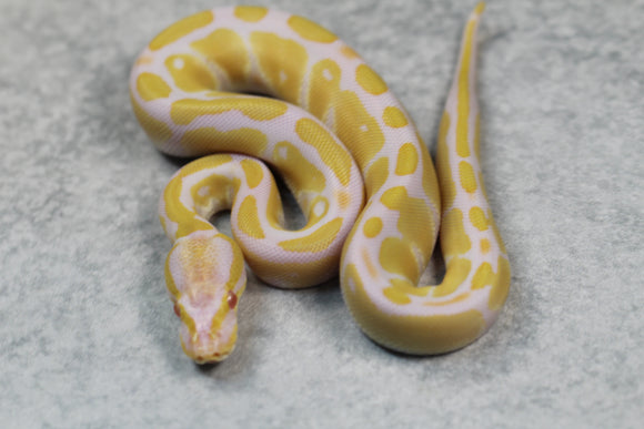ALBINO HEMBRA ID: 8-12
