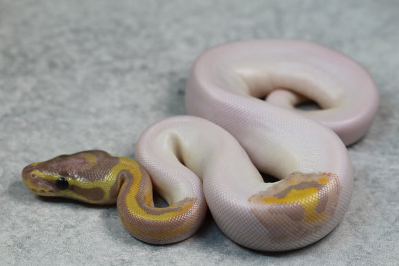 BANANA PIED MACHO ID: 3-3