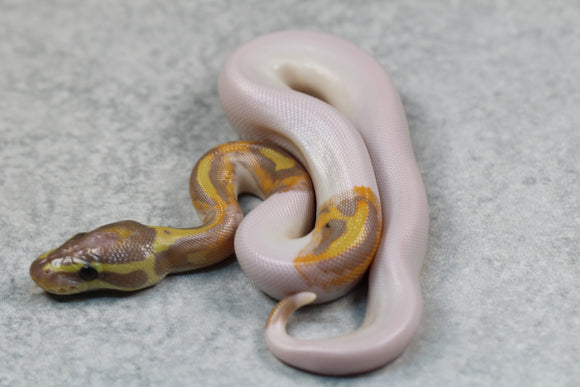 BANANA PIED MACHO ID: 10-13