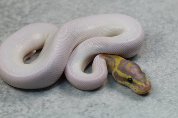 BANANA PIED MACHO ID: 3-6