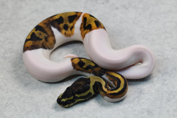PIED MACHO ID: 13-13