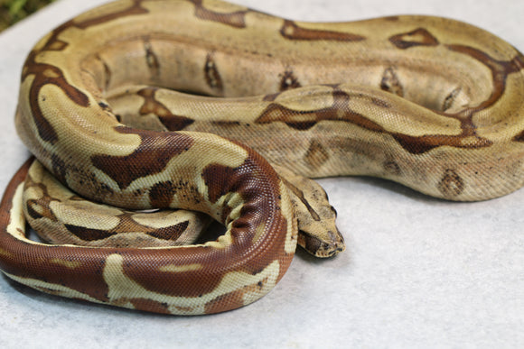 BOA GUYANA X COLOMBIANA HYPO JUNGLE 100 % HET KHAL ALBINO MACHO  ID: E-1