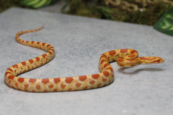 MAIZERA ALBINA MACHO JUVENIL ID : 6-16