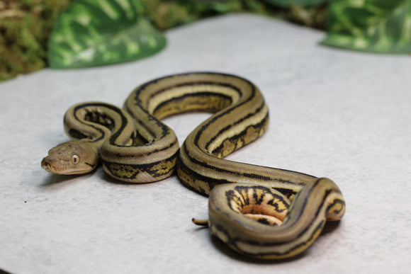 RETICULADO SUNTIGER HEMBRA ID : 14-9