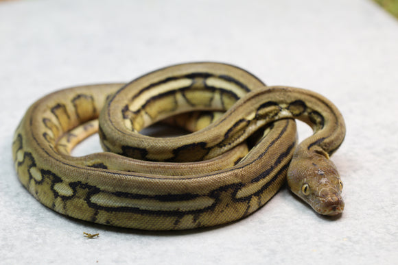 RETICULADO SUNTIGER HEMBRA ID : 17-11