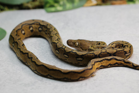 RETICULADO SUNFIRE MACHO ID : 14-6