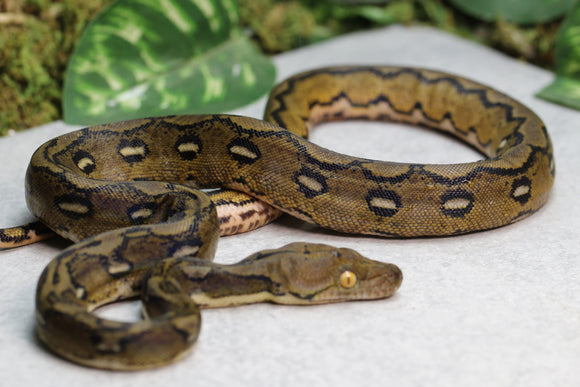 RETICULADO SUNFIRE MACHO ID : 10-14