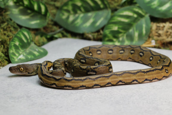 RETICULADO SUNFIRE HEMBRA ID : 11-7