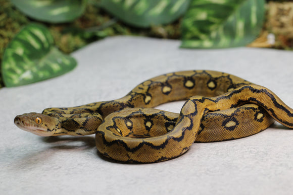 RETICULADO SUNFIRE HEMBRA ID : 1-6