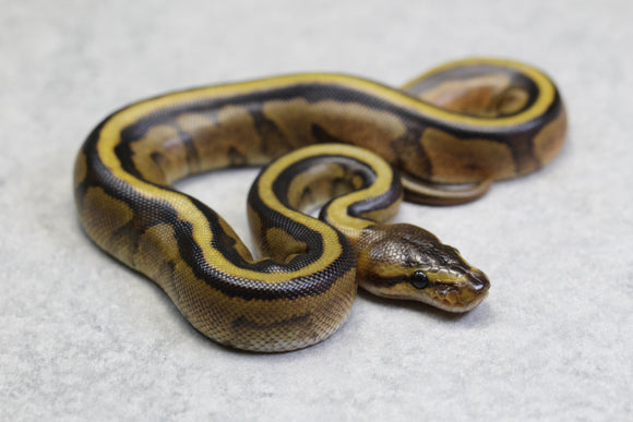 GENETIC STRIPE MACHO ID: 118