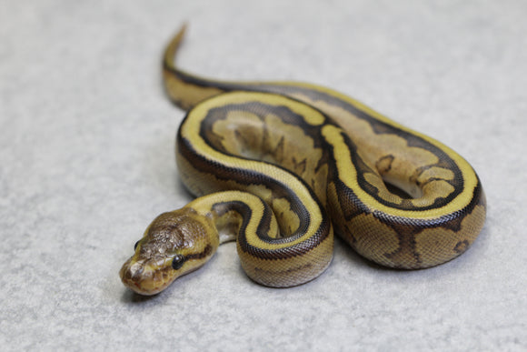 GENETIC STRIPE MACHO ID: 125