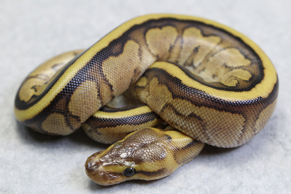 GENETIC STRIPE REDSTRIPE MACHO ID: 3-9