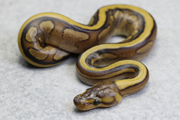 GENETIC STRIPE REDSTRIPE MACHO ID: 17-7