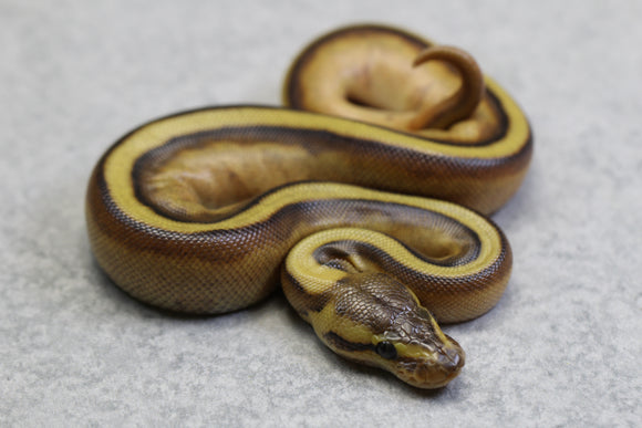 GENETIC STRIPE REDSTRIPE ENCHI  MACHO ID: 16-7