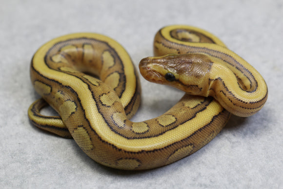 GENETIC STRIPE ENCHI HEMBRA ID: 13-14