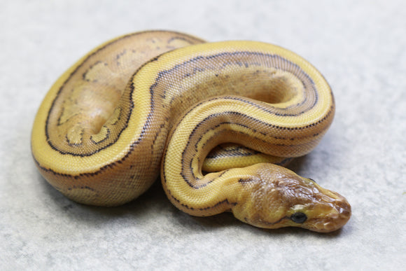 GENETIC STRIPE ENCHI HEMBRA ID: 158