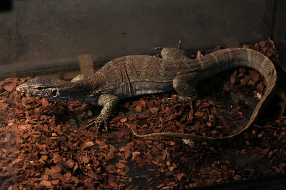 MONITOR DEL NILO SUBADULTO