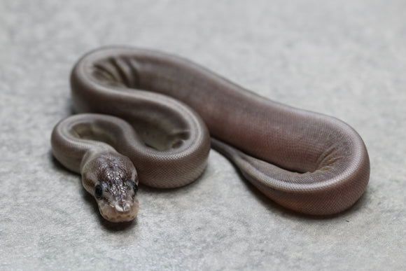 CINNAMON PASTEL GENETIC STRIPE MACHO ID: 132