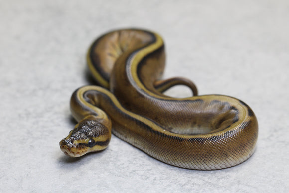 REDSTRIPE GENETIC STRIPE MACHO  ID: 147