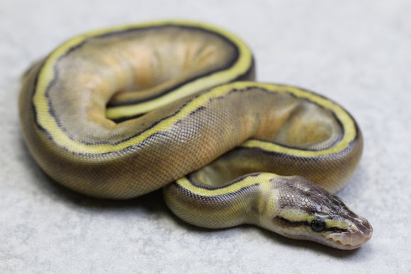 PASTEL REDSTRIPE GENETIC STRIPE HEMBRA  ID:  12-3