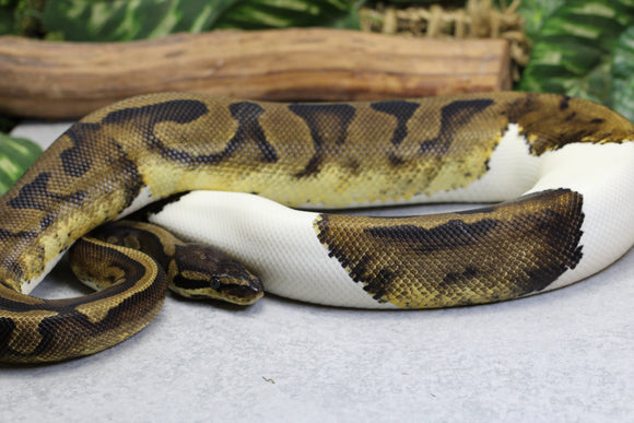 PIED HEMBRA SUBADULTA  ID: 1