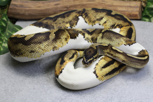 PIED HEMBRA SUBADULTA  ID: 2