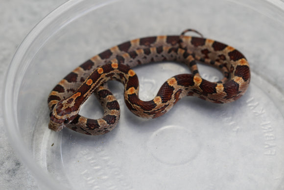 MAIZERA NOMINAL MACHO ID : 125