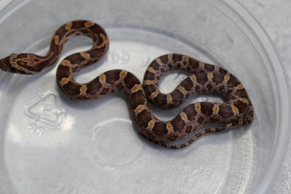 MAIZERA NOMINAL MACHO ID : 126