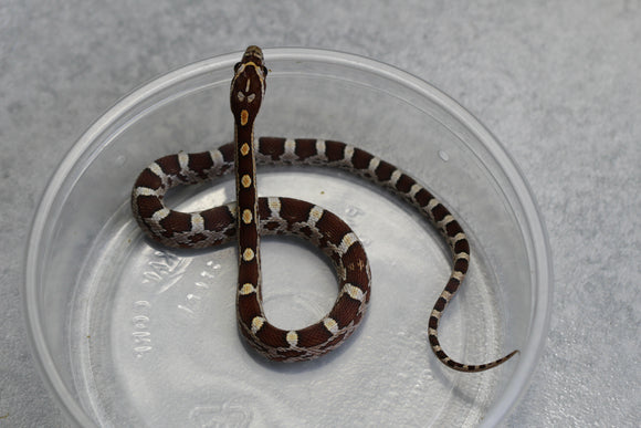 MAIZERA NOMINAL HEMBRA ID : 127