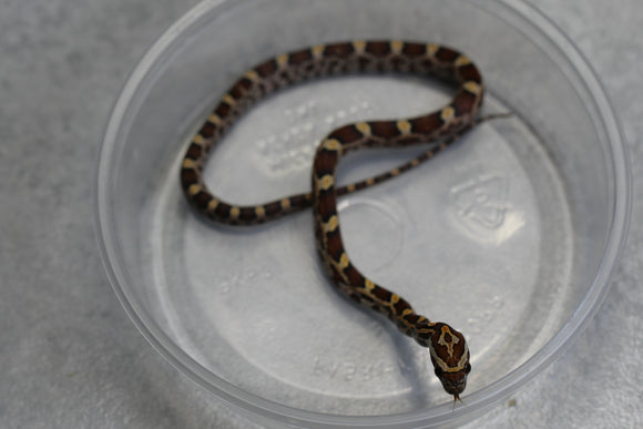 MAIZERA NOMINAL HEMBRA ID : 128