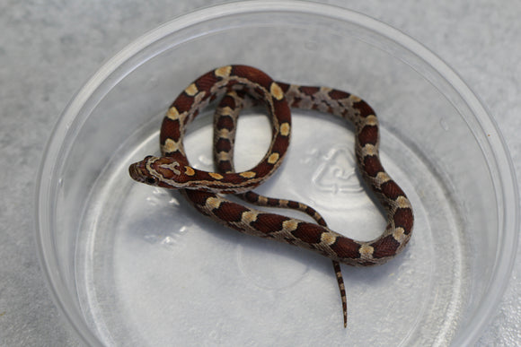 MAIZERA NOMINAL HEMBRA ID : 129