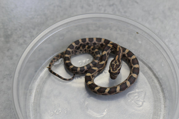 MAIZERA NOMINAL HEMBRA ID : 130