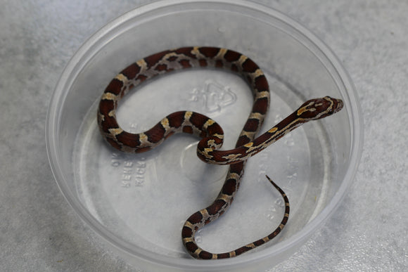 MAIZERA NOMINAL HEMBRA ID : 132