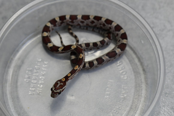 MAIZERA NOMINAL HEMBRA ID : 133