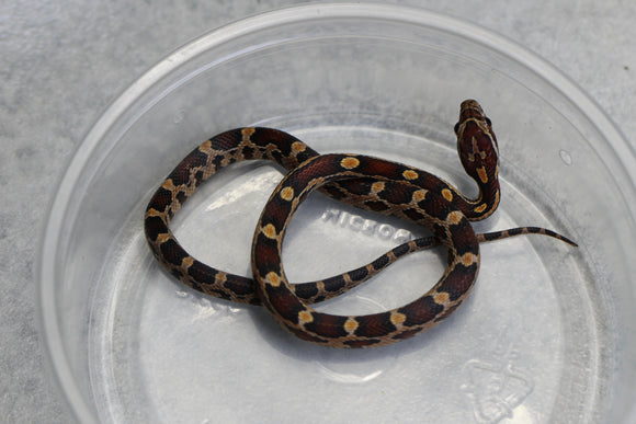 MAIZERA NOMINAL HEMBRA ID : 134