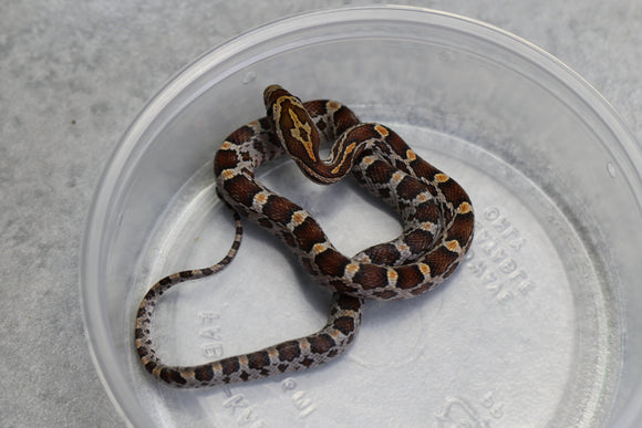 MAIZERA NOMINAL HEMBRA ID : 136