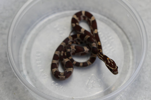 MAIZERA NOMINAL HEMBRA ID : 137