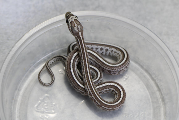 MAIZERA BLACK TESSERA MACHO ID : 138