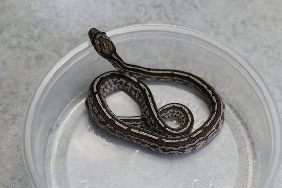 MAIZERA BLACK TESSERA MACHO ID : 139