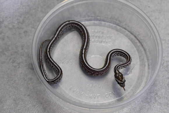 MAIZERA BLACK TESSERA MACHO ID : 140