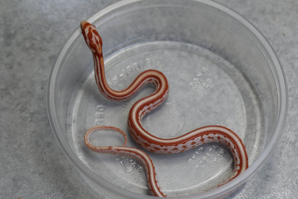 MAIZERA AMEL TESSERA MACHO ID : 141